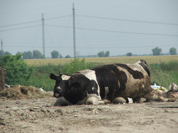 Srbija